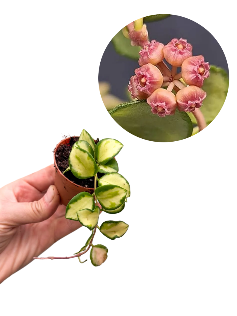 Hoya Heuschkeliana Variegata Mum Çiçeği
