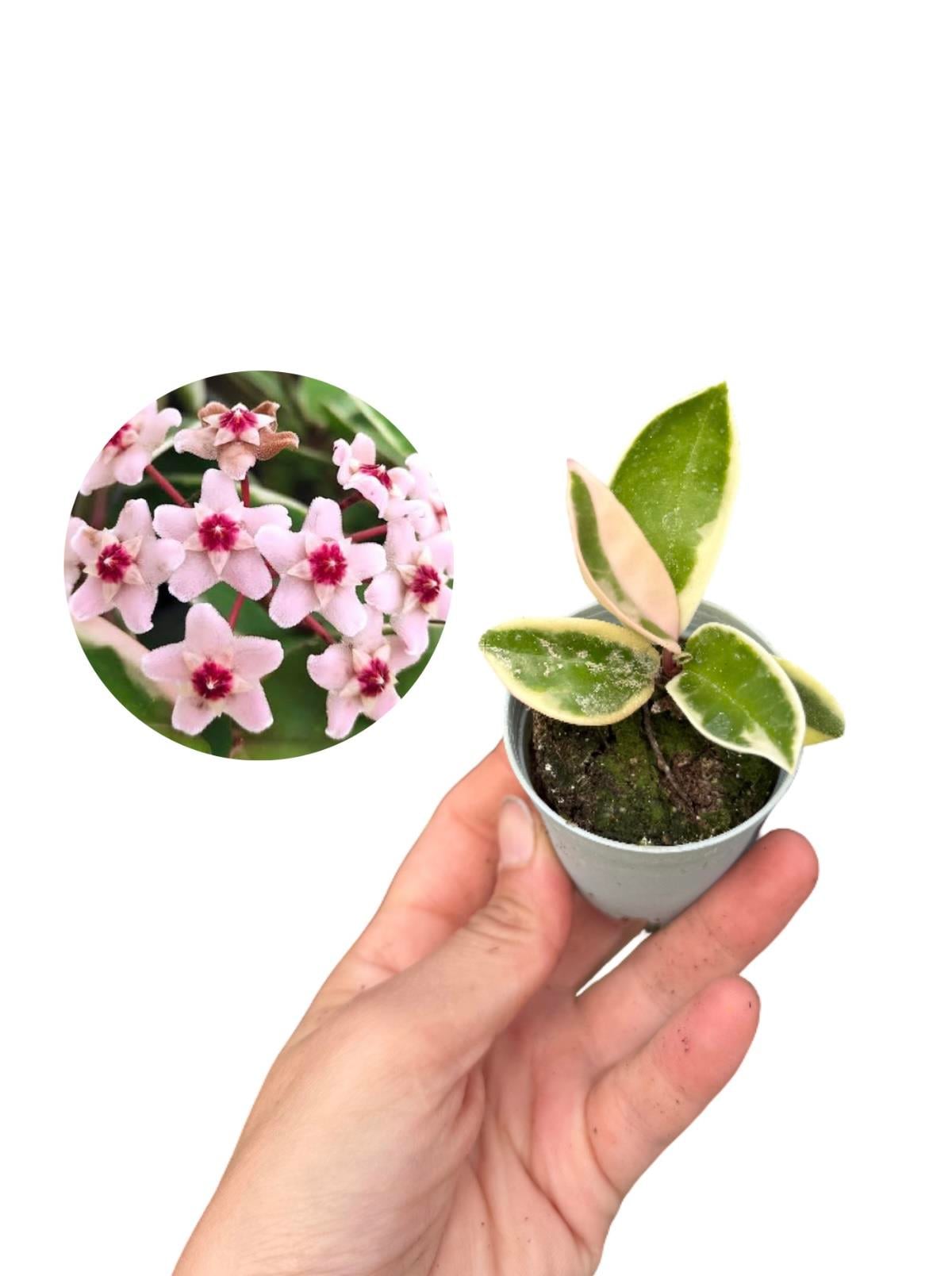 Hoya Krimson Queen Mum Çiçeği Fide