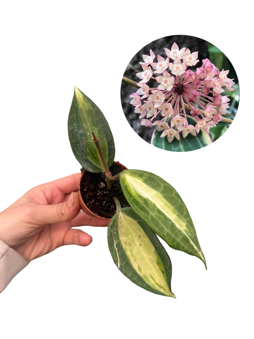 Hoya Latifolia (Pot of Gold) Mum Çiçeği