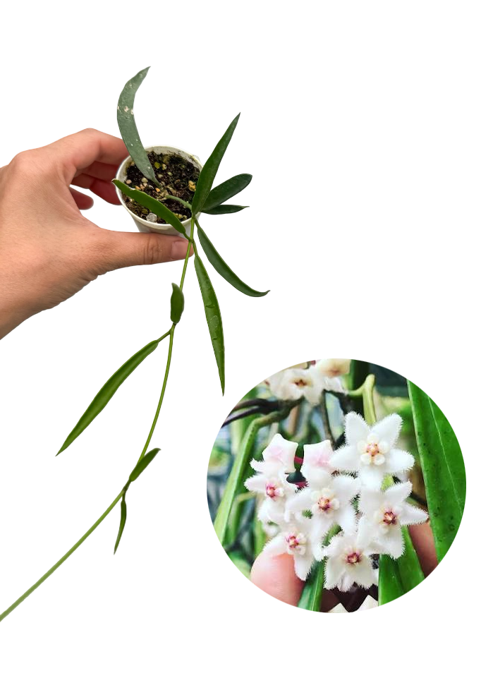 Hoya Longifolia Mum Çiçeği