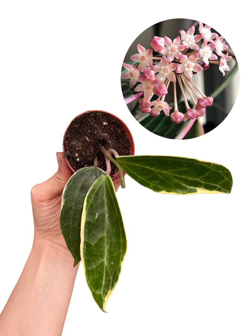Hoya Macrophylla Variegata Mum Çiçeği