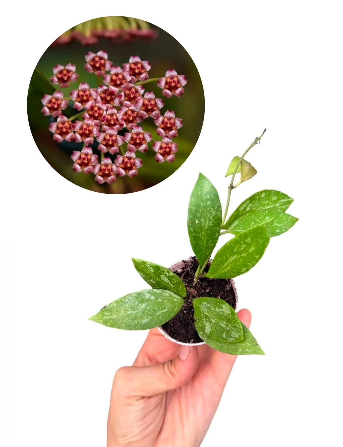 Hoya Memoria Gracilis - Mum Çiçeği
