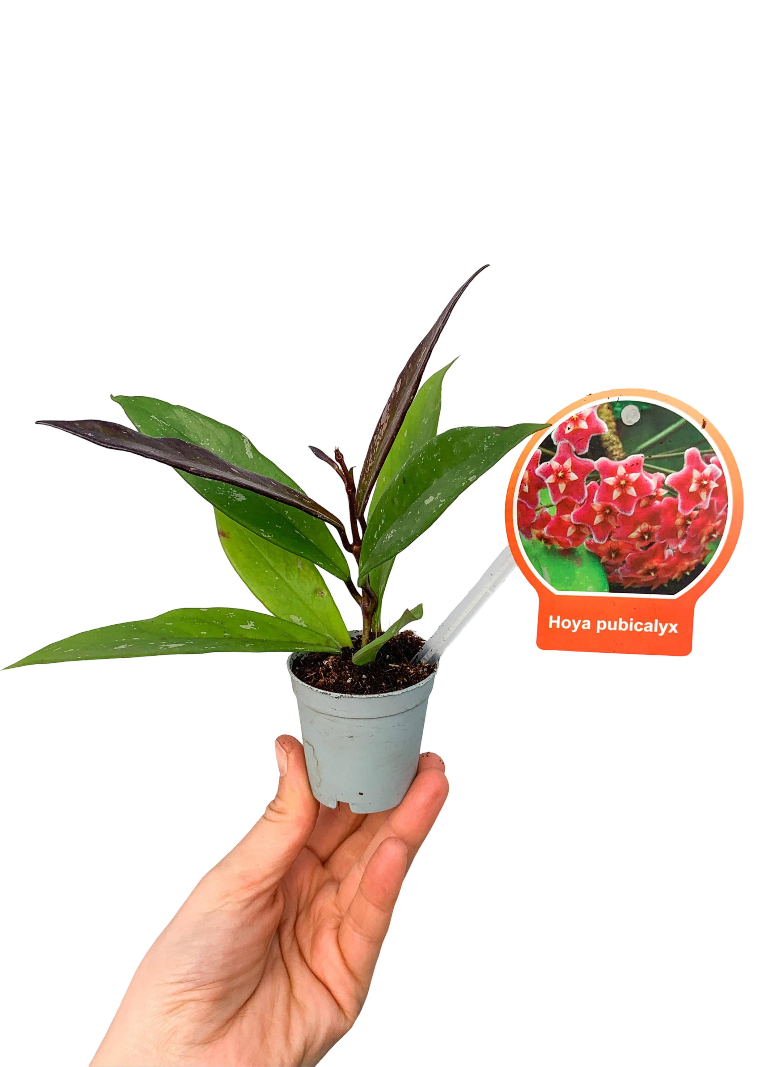 Hoya Pubicalyx Mum Çiçeği