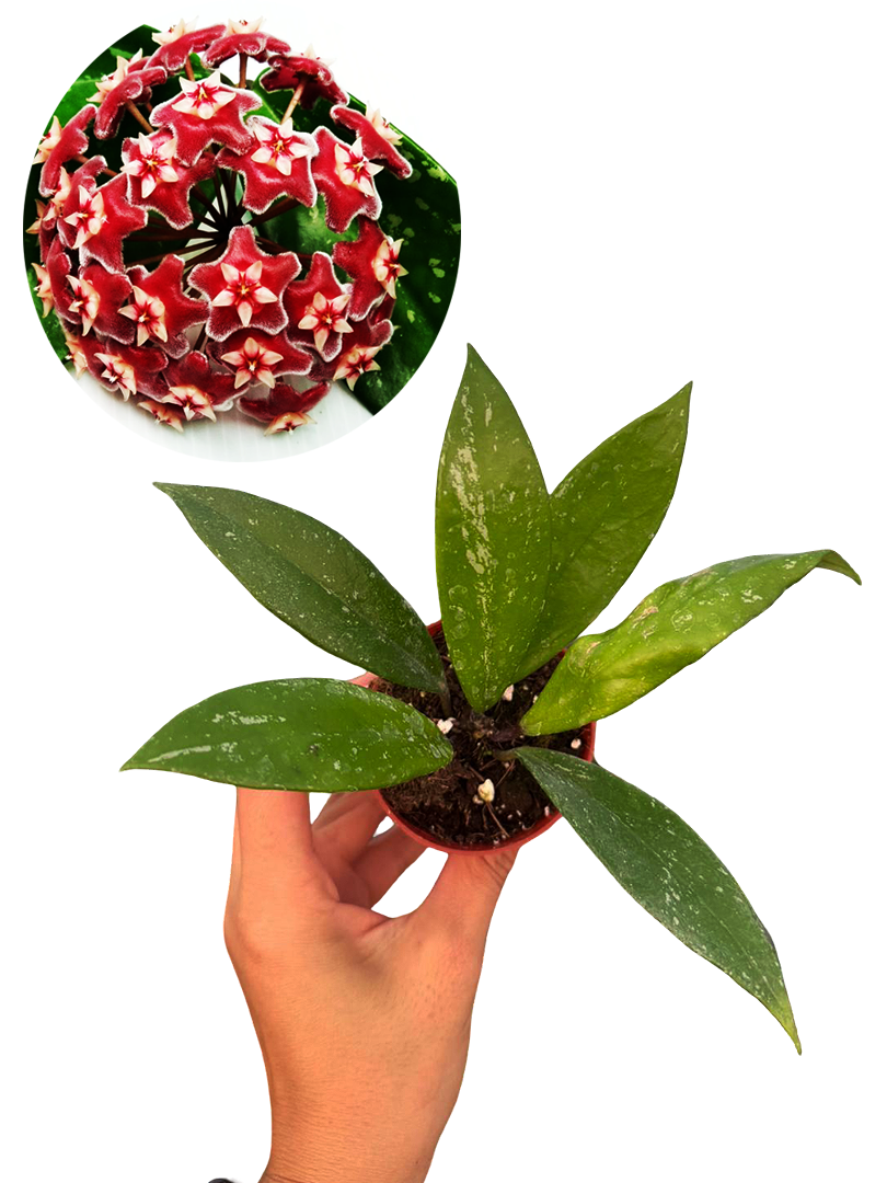 Hoya Pubicalyx Mum Çiçeği Fide