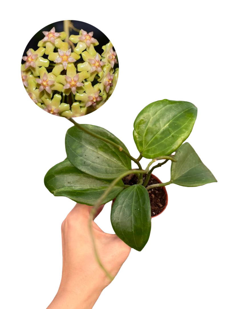 Hoya Quinquenervia Mum Çiçeği