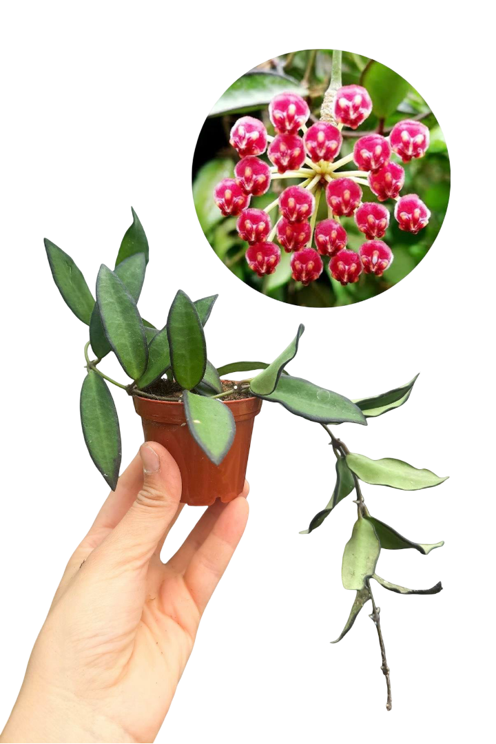 Hoya Rosita Mum Çiçeği
