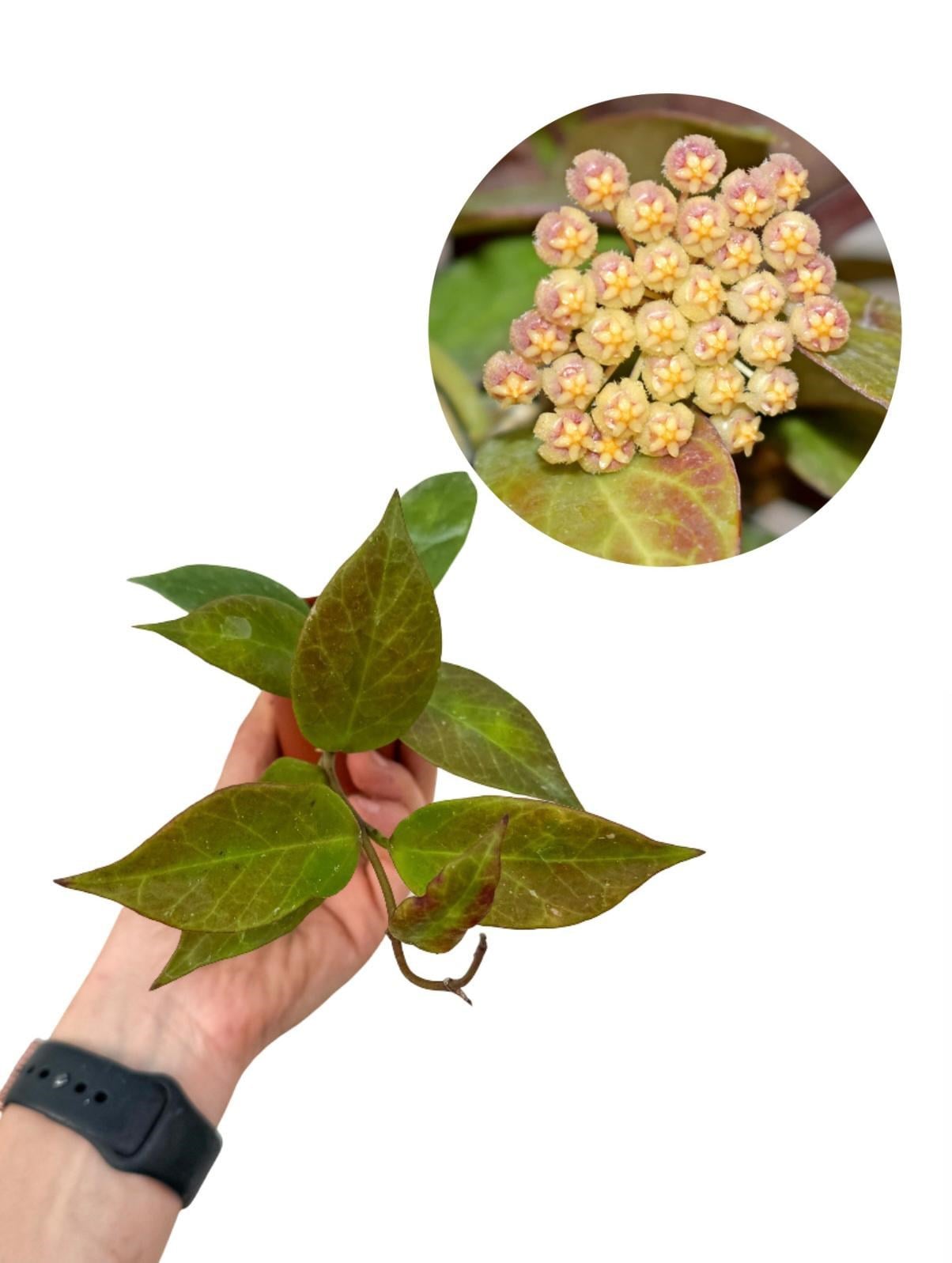 Hoya Sunrise Mum Çiçeği