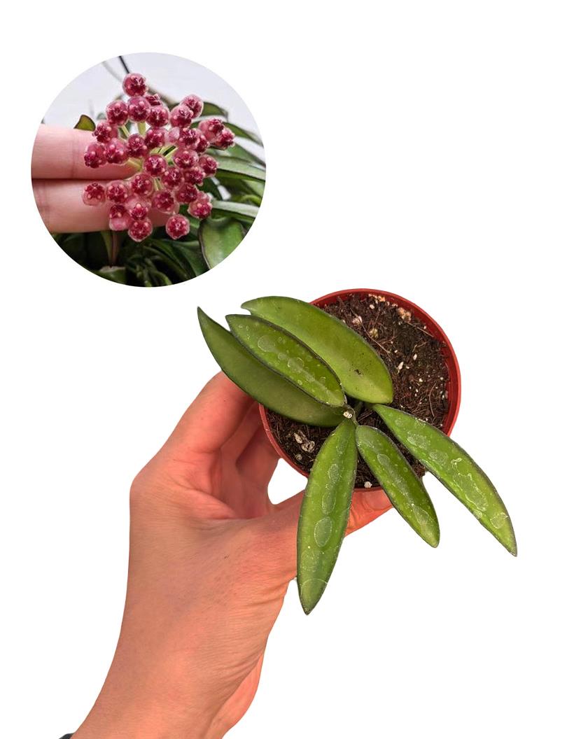 Hoya Wayetii Mum Çiçeği Fide