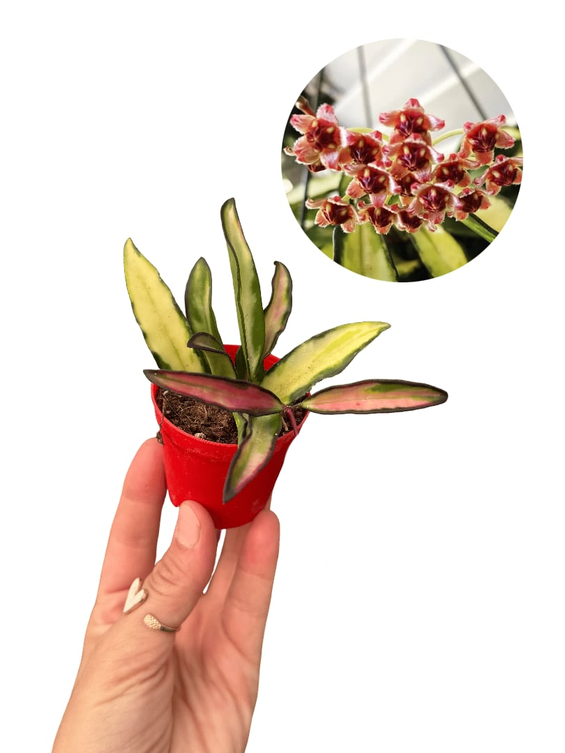 Hoya Wayetii 'Tricolor' Mum Çiçeği Fide