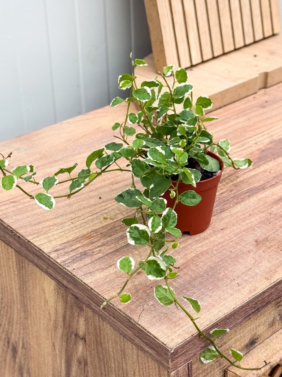 İncir Sarmaşığı Ficus Pumila