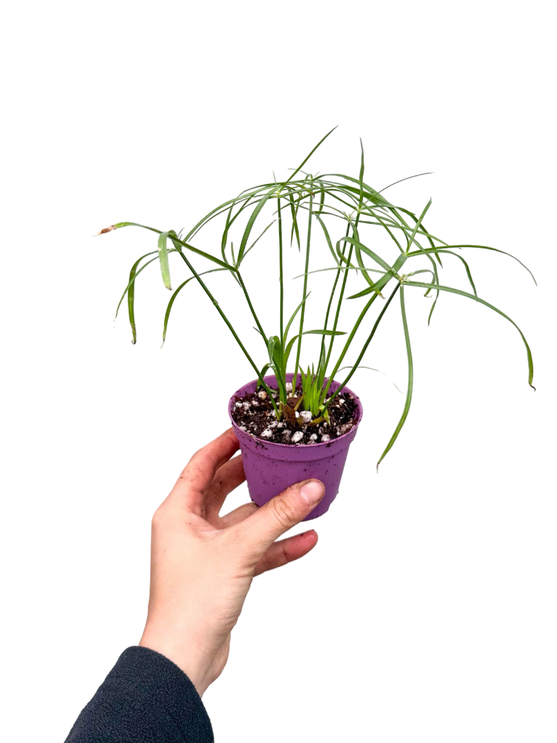 Japon Şemsiyesi Çiçeği