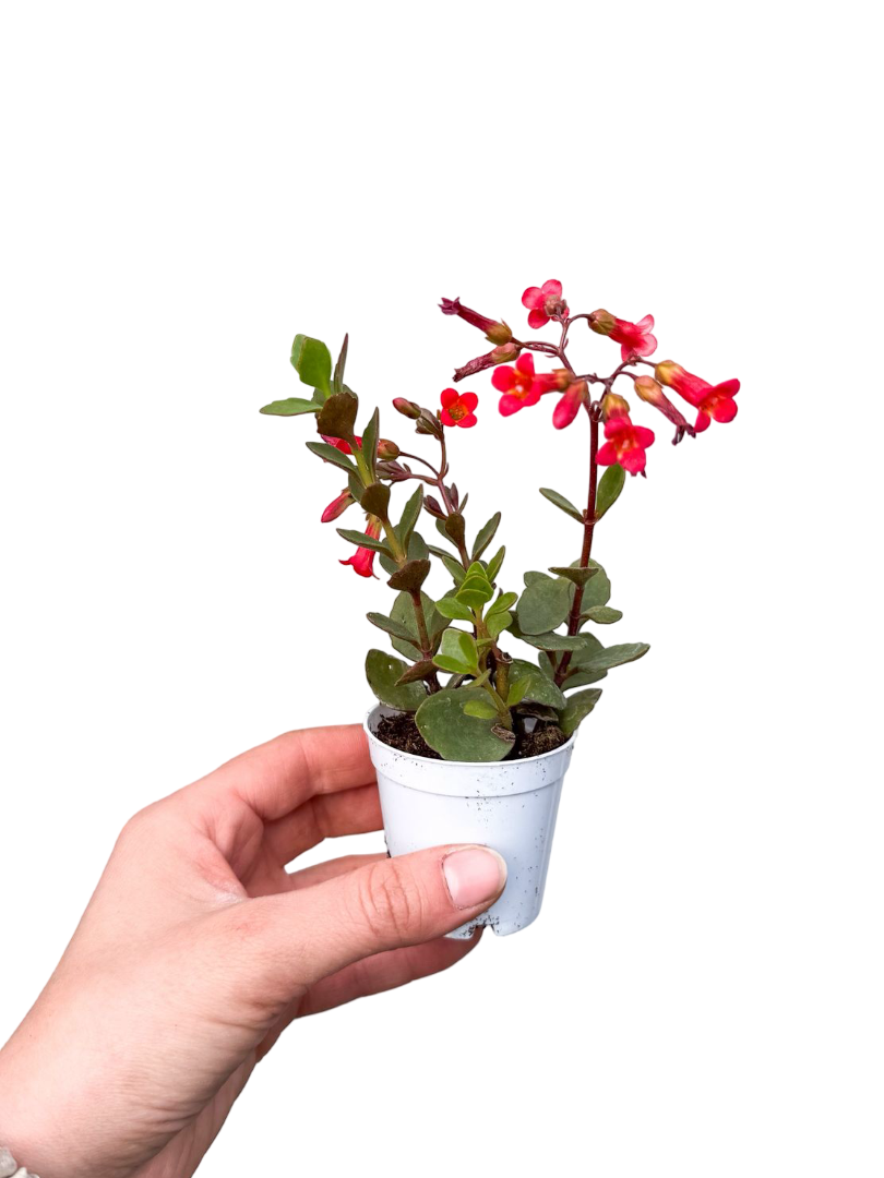 Kalanchoe Manginii Kırmızı Çiçekli