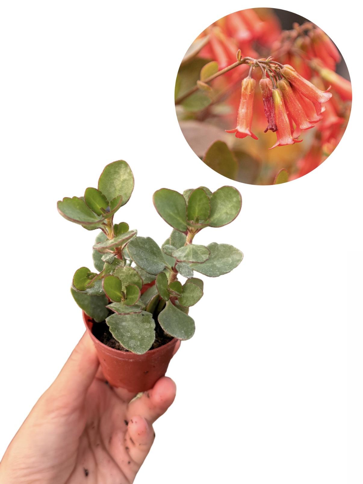 Kalanchoe Manginii Kırmızı Çiçekli
