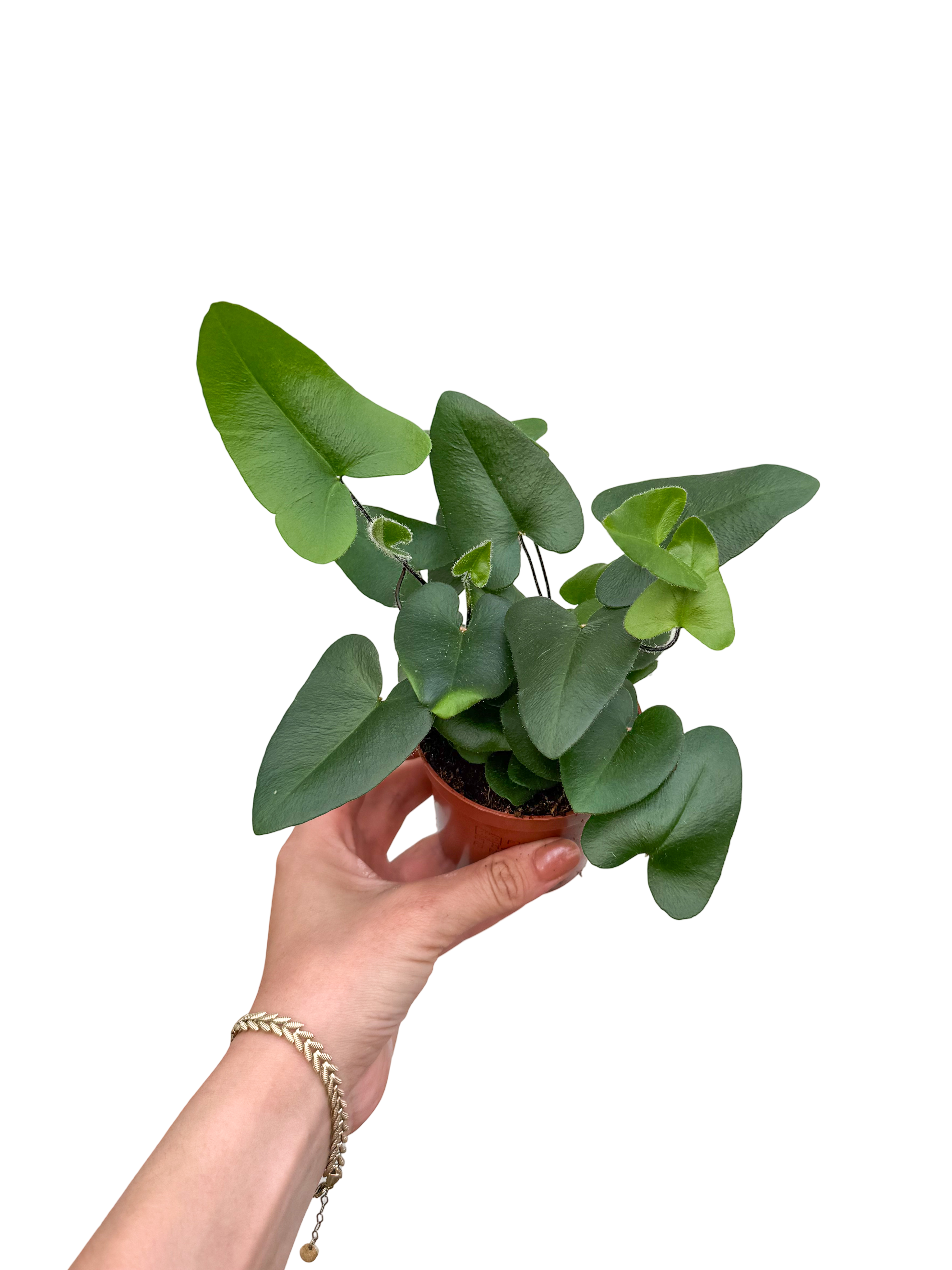 Kalp Yapraklı Eğrelti Hemionitis Arifolia 