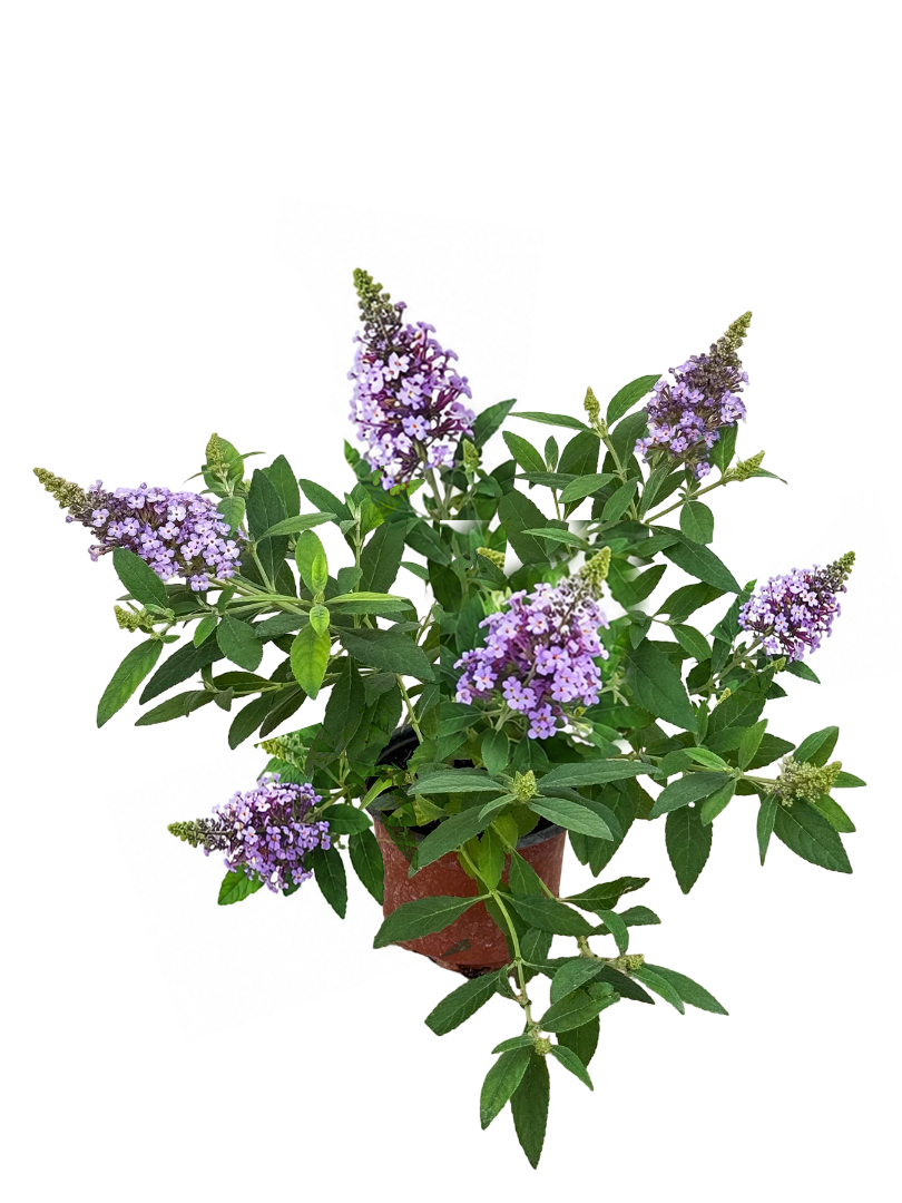 Kelebek Çalısı Mor Çiçekli - Buddleja