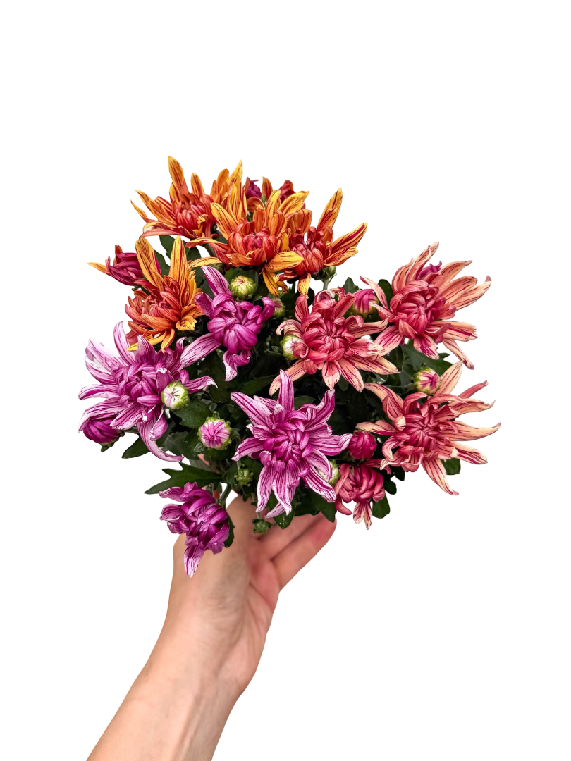 Kibrit Kasımpatı Sarı - Chrysanthemum Matchsticks