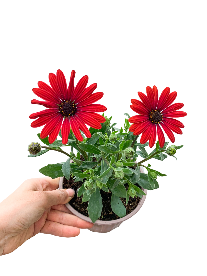 Kırmızı Bodrum Papatyası Osteospermum