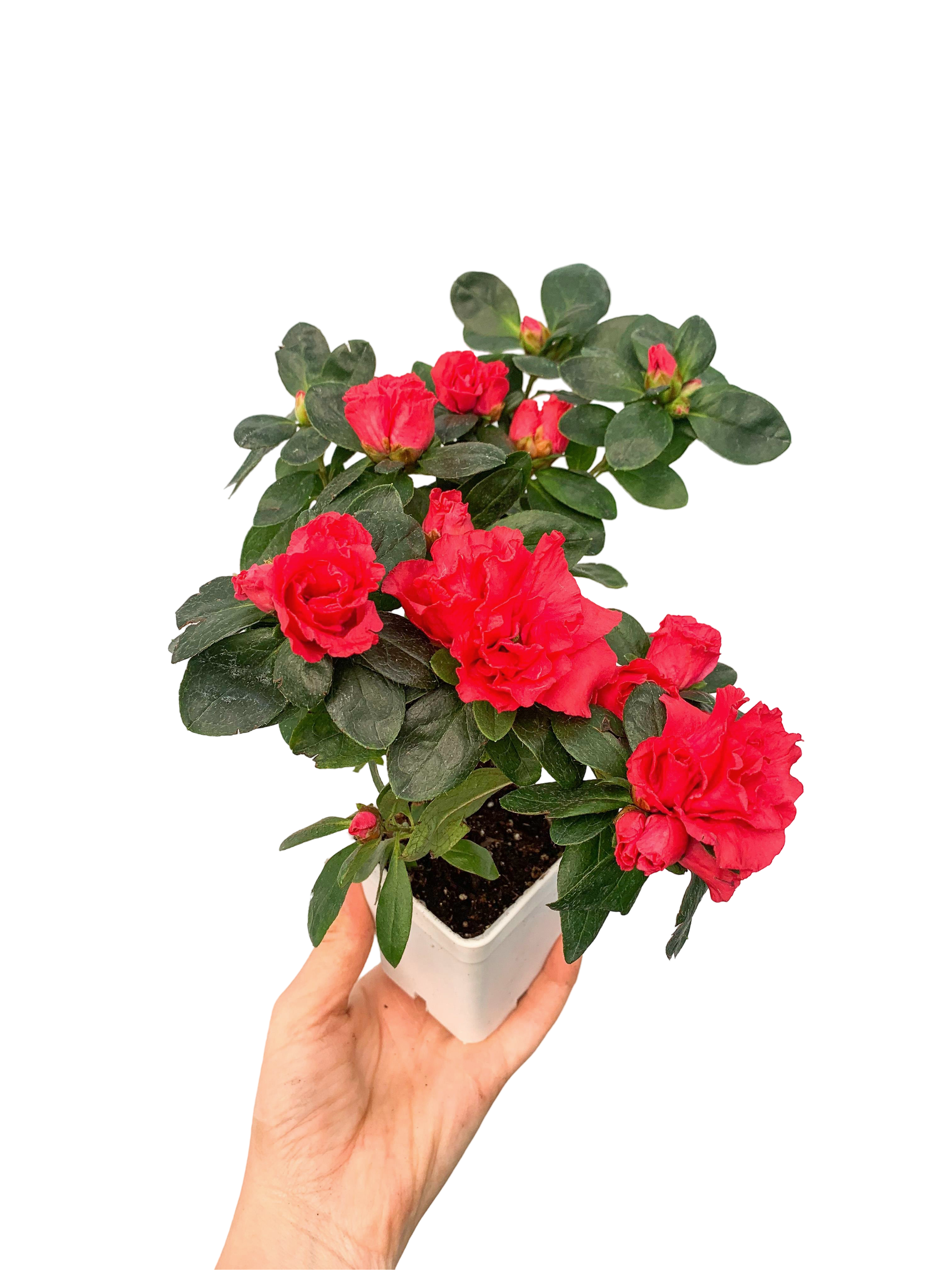 Kırmızı Çiçekli Açelya Bitkisi Azalea