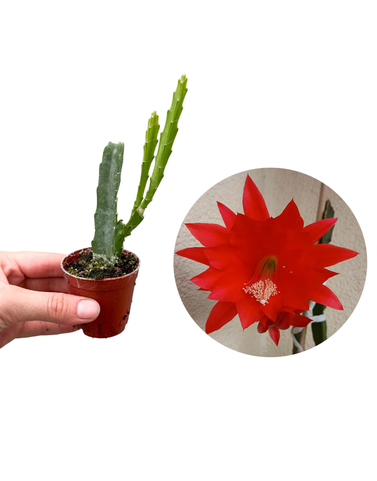 Kırmızı Çiçekli Atlas Fide Boy (Epiphyllum)
