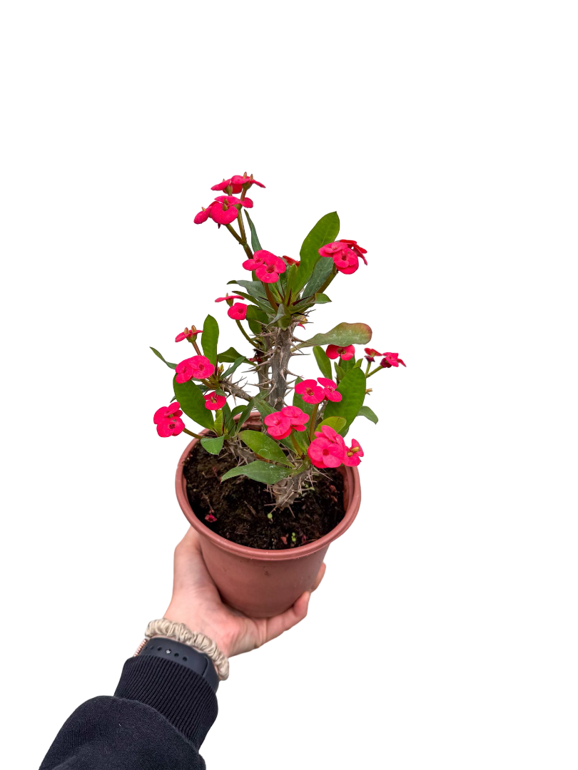 Kırmızı Çiçekli Dikenler Tacı Euphorbia Milii