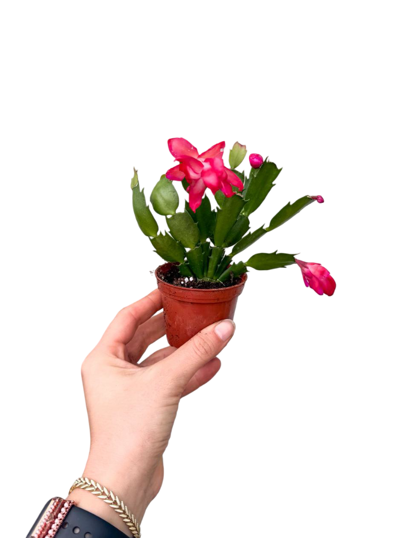 Kırmızı Çiçekli Yılbaşı Çiçeği Kaktüsü (Schlumbergera)