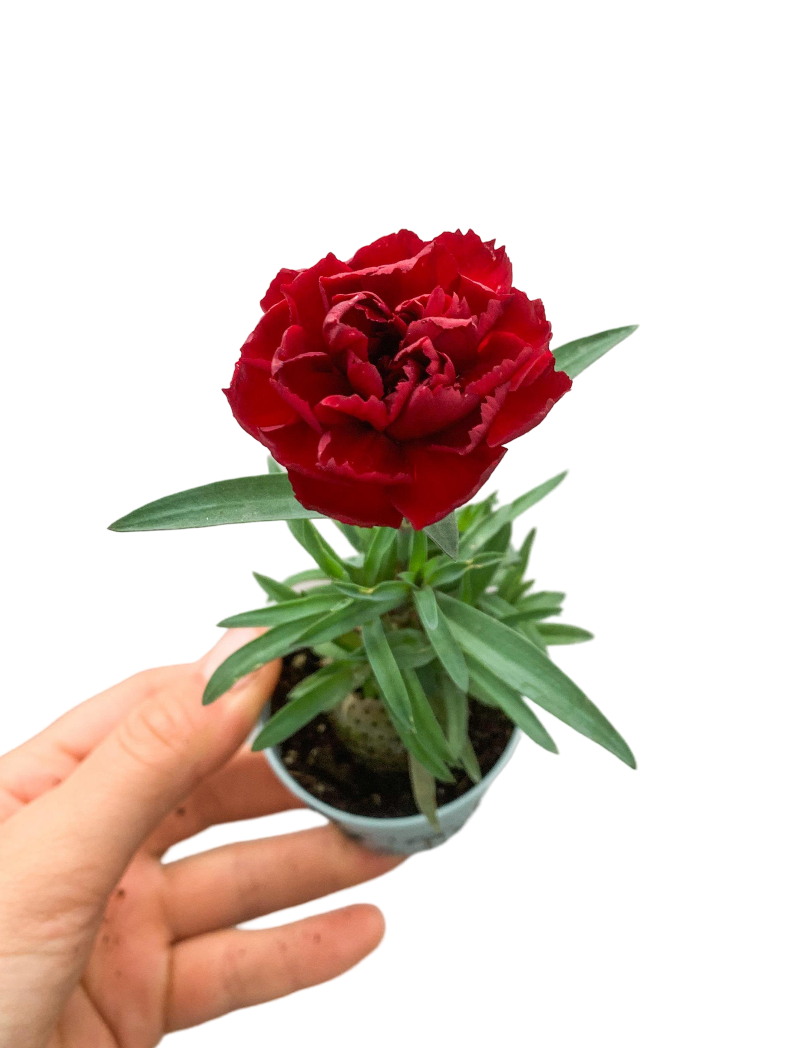 Kırmızı Karanfil Dianthus Red