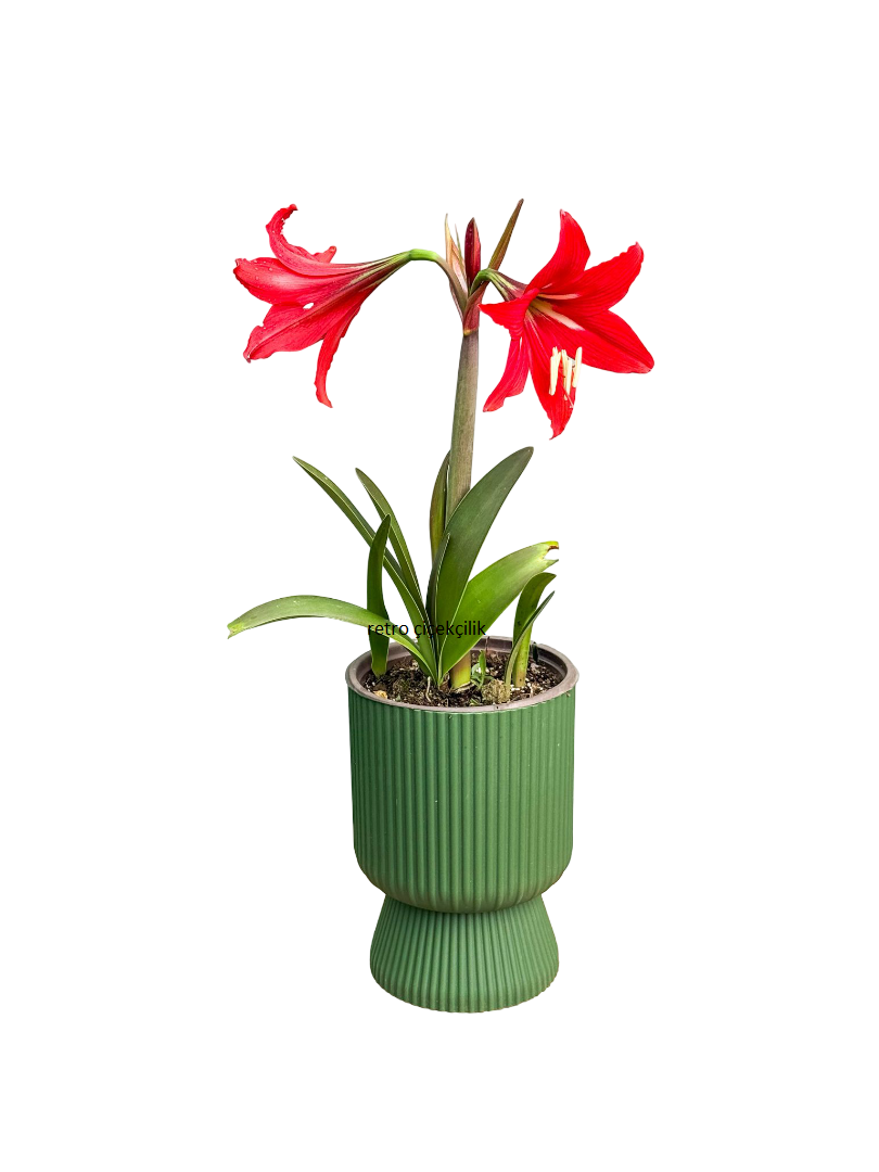 Kırmızı Zambak Amaryllis Çiçeği Soğanlı