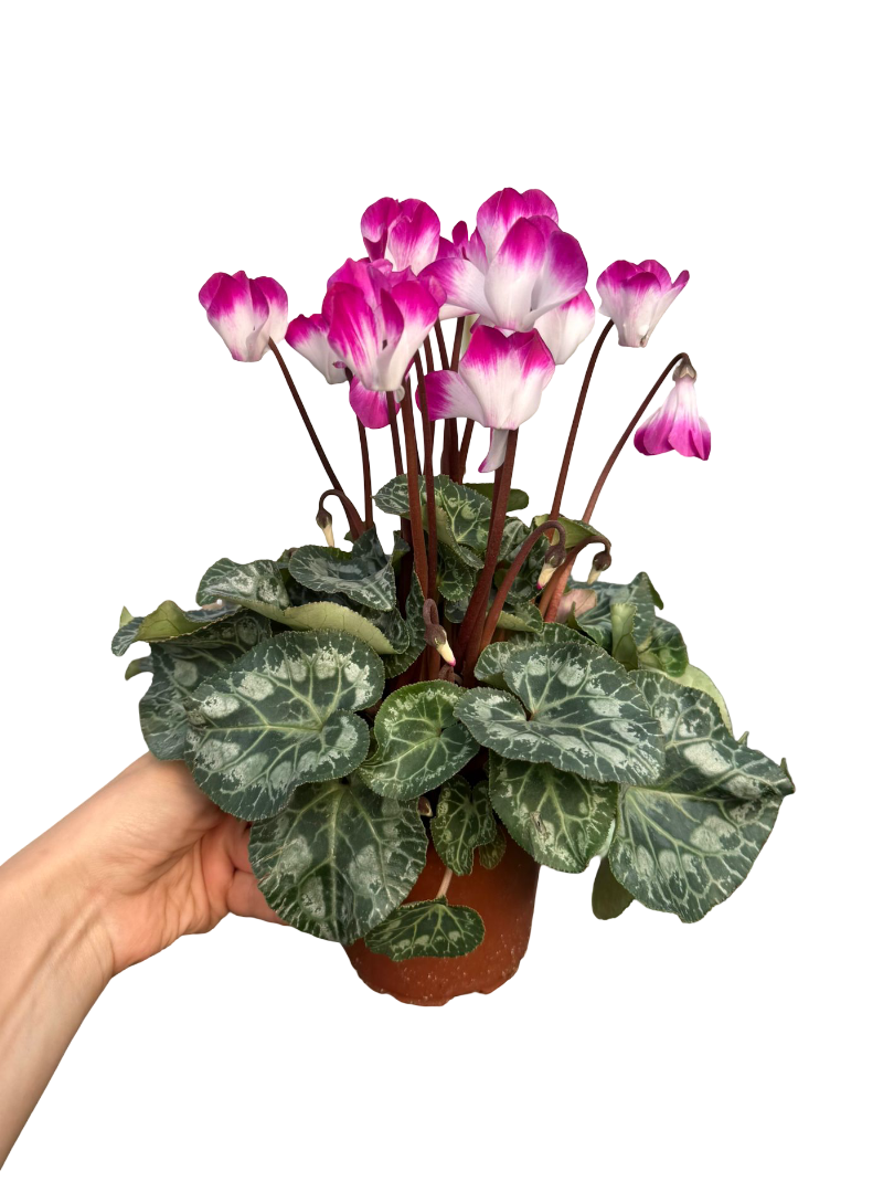 Kokulu Cyclamen Mor