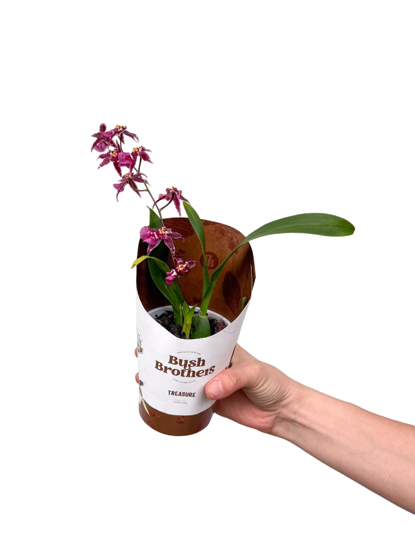 Kokulu Orkide Oncidium Mor Çiçekli