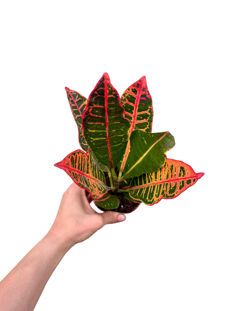 Kraton Çiçeği Bitkisi (Croton Petra)