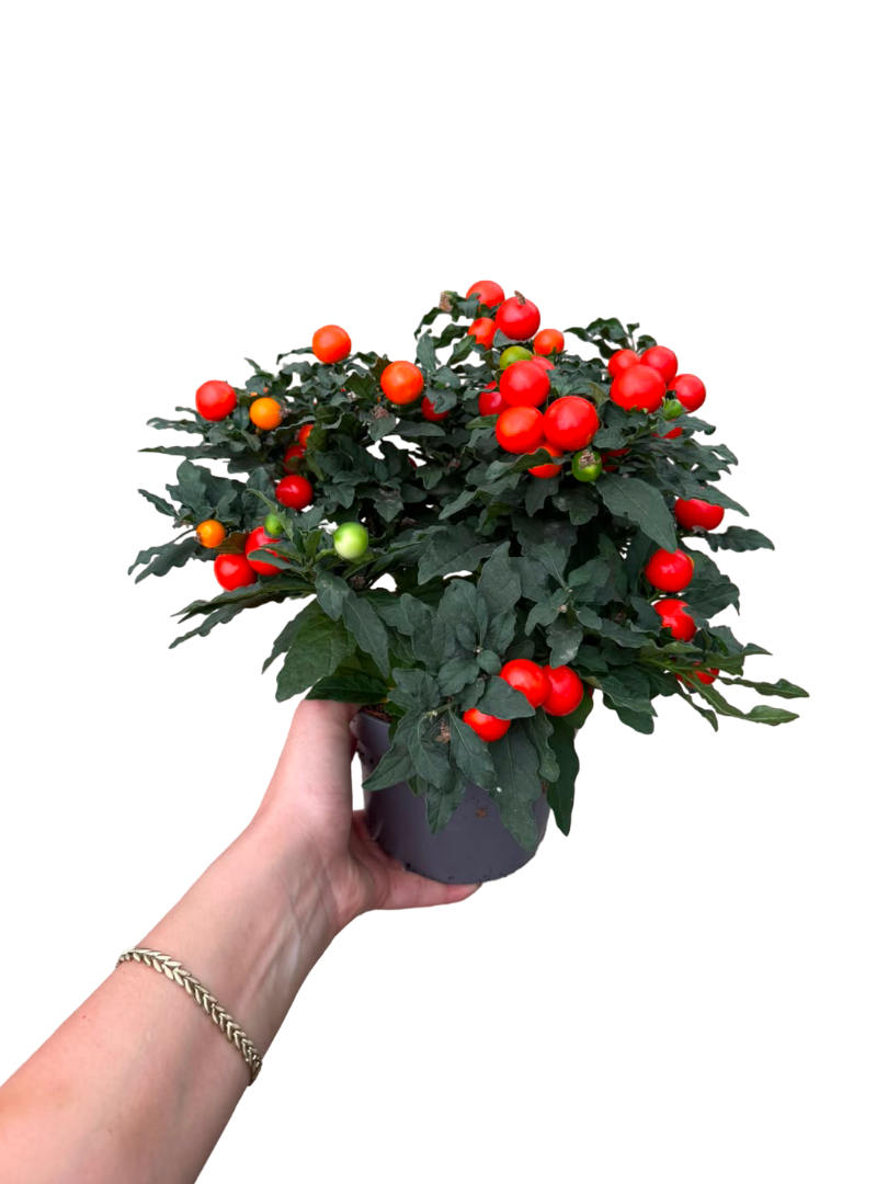 Kudüs Kirazı – Solanum Pseudocapsicum