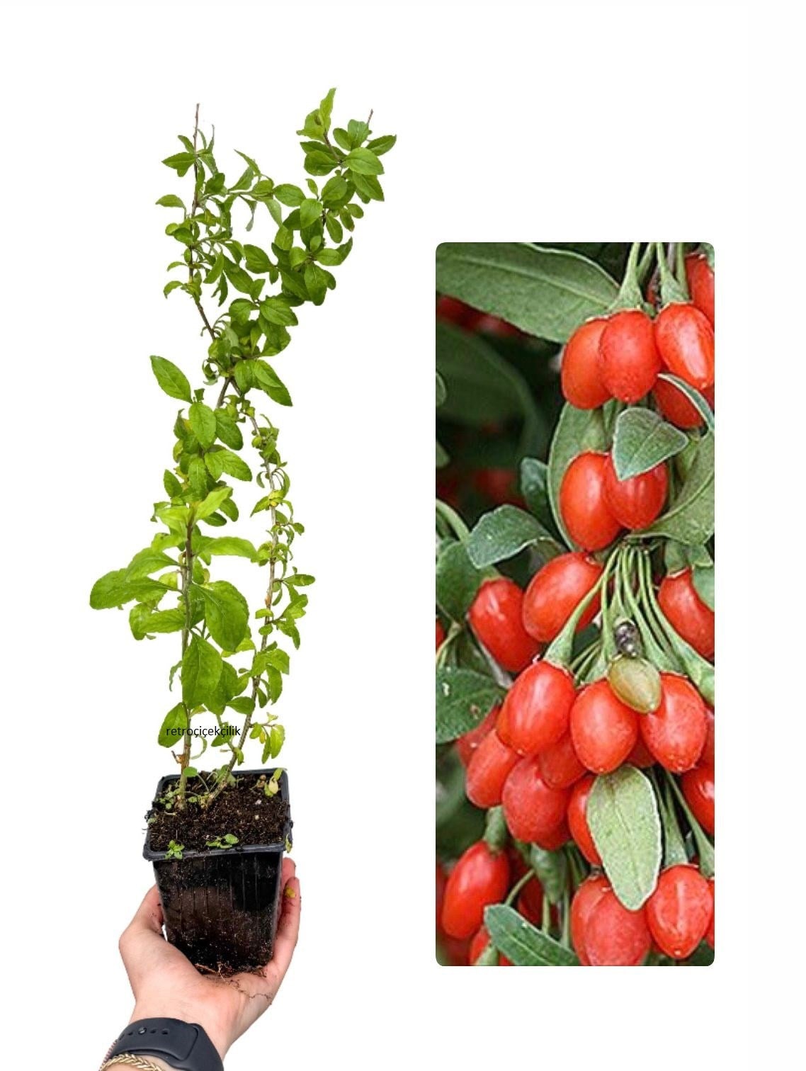 Kurt Üzümü Kırmızı - Goji Berry Fidanı