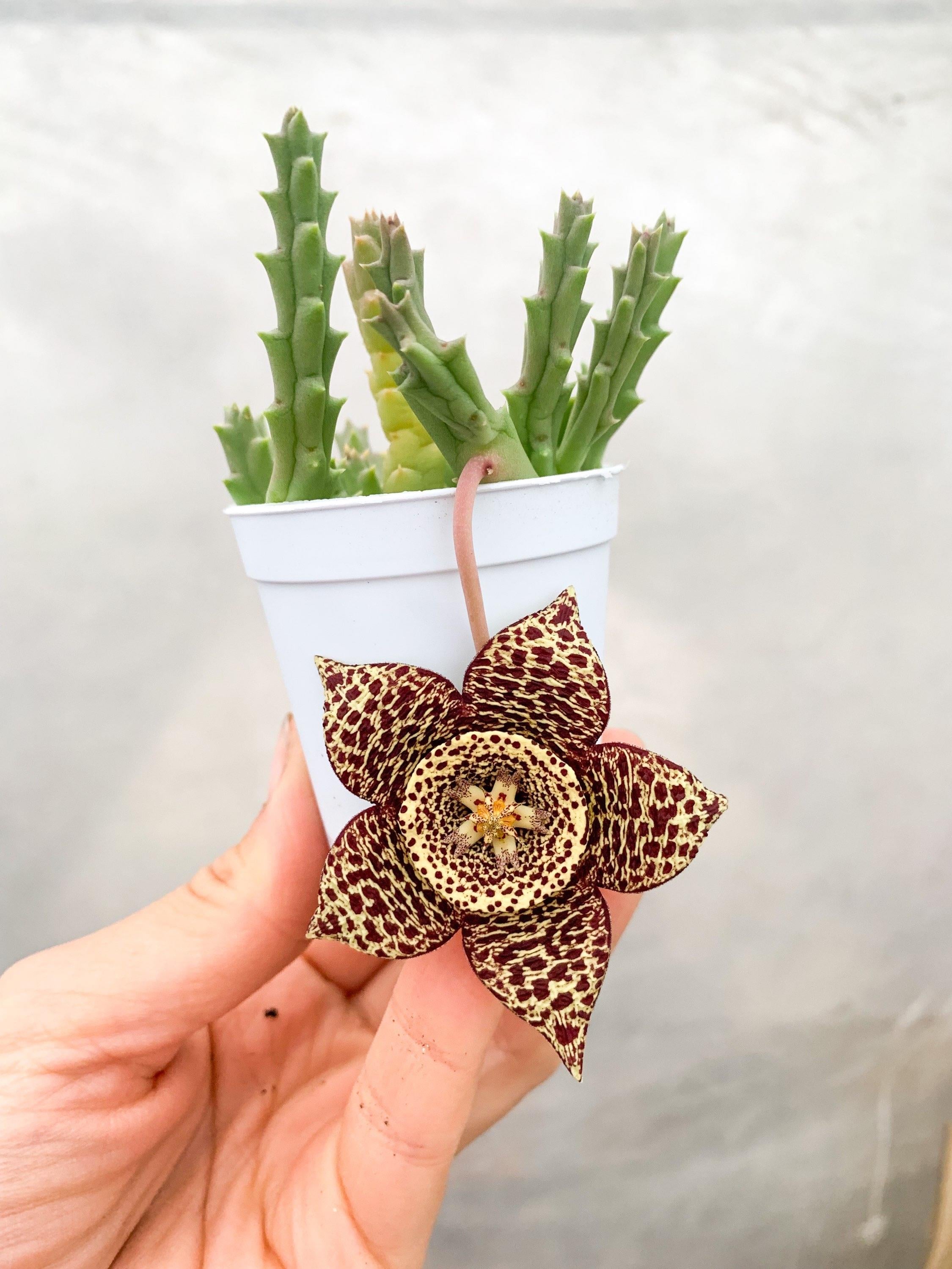 Leş Kaktüsü - Stapelia