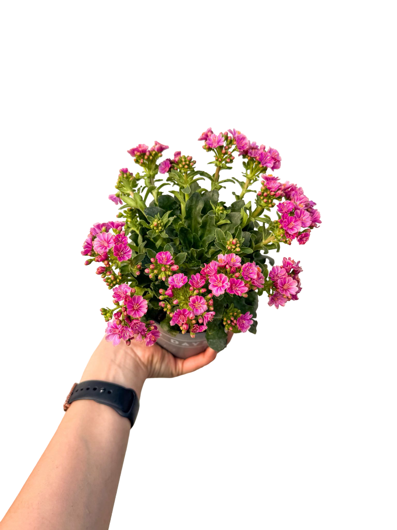 Lewisia Çiçeği Cotyledon Mor
