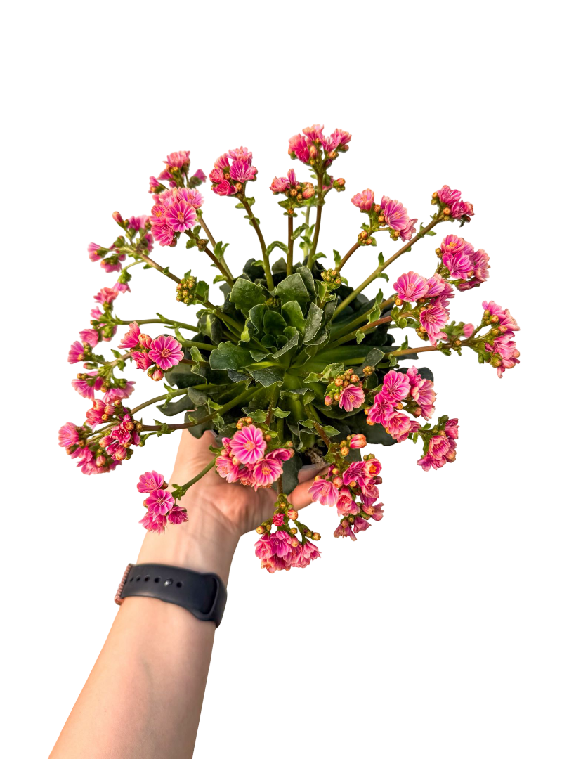 Lewisia Çiçeği Cotyledon Pembe