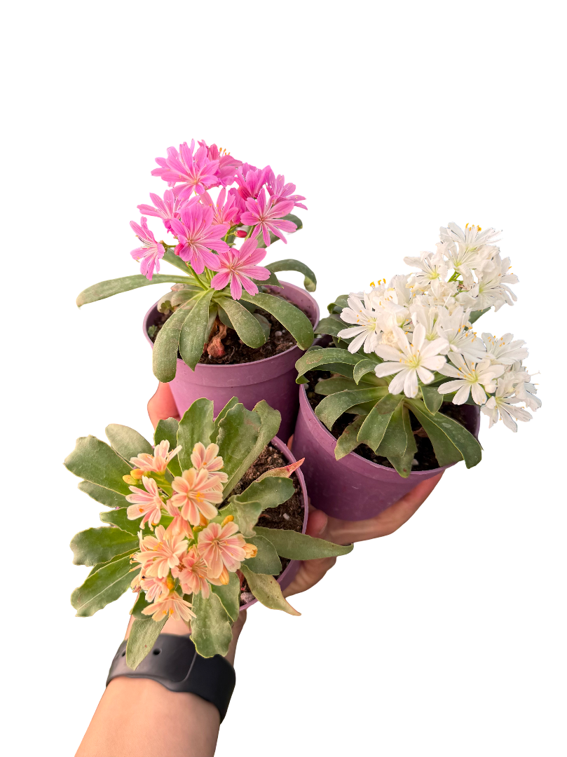 Lewisia Cotyledon Mix Renk 1 Adet