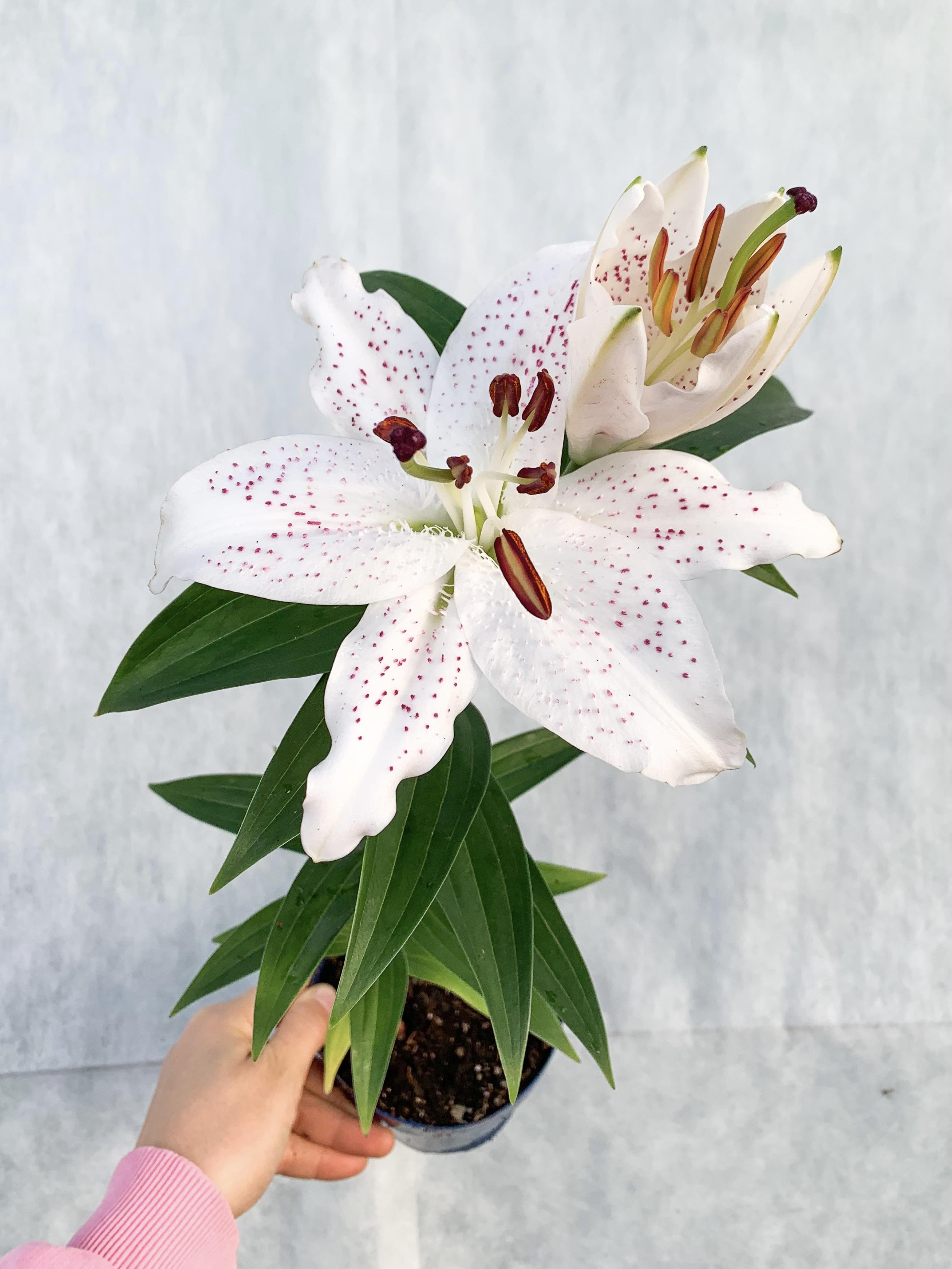Lilyum Çiçeği Beyaz Zambak Lilium