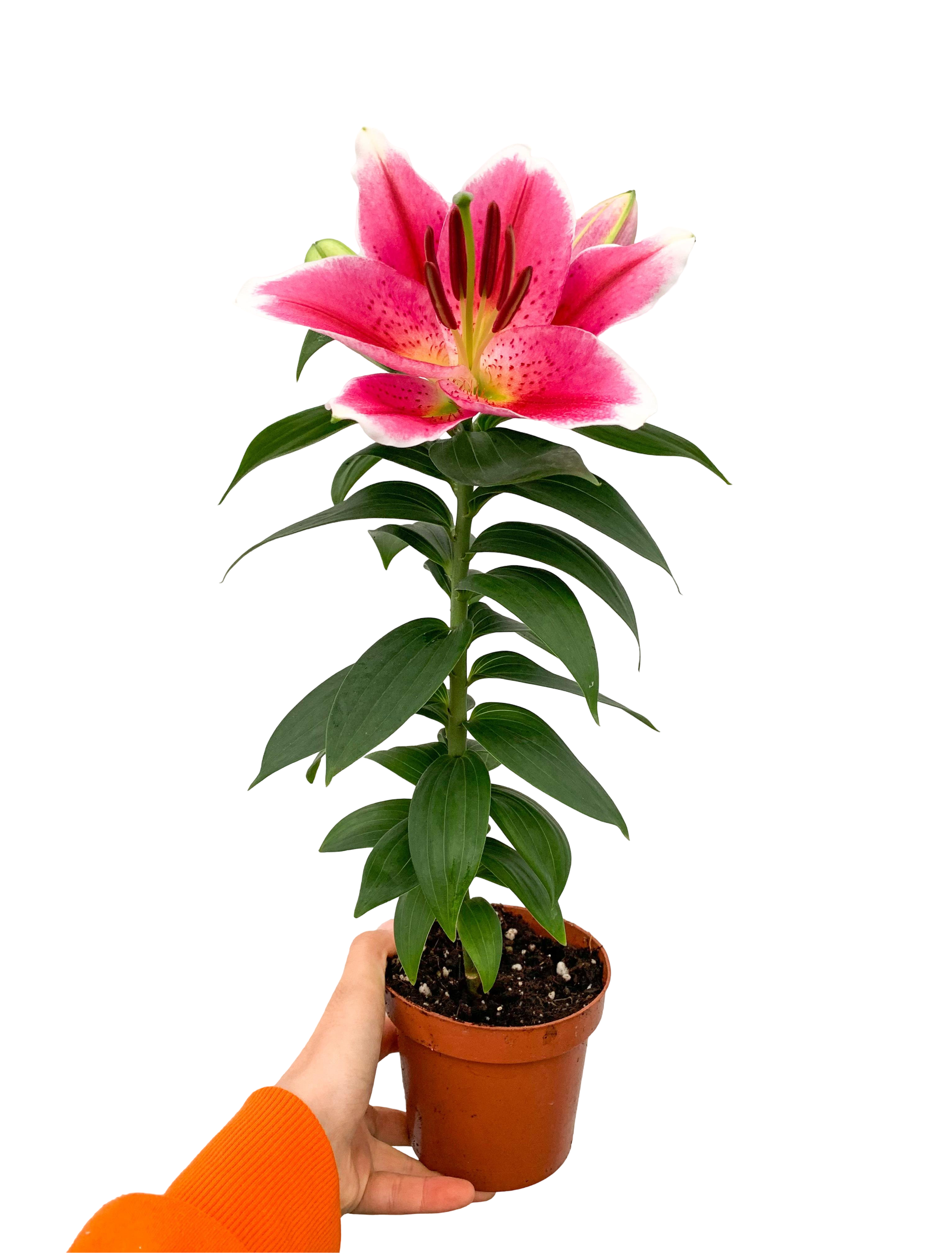 Lilyum Çiçeği Pembe Zambak Lilium