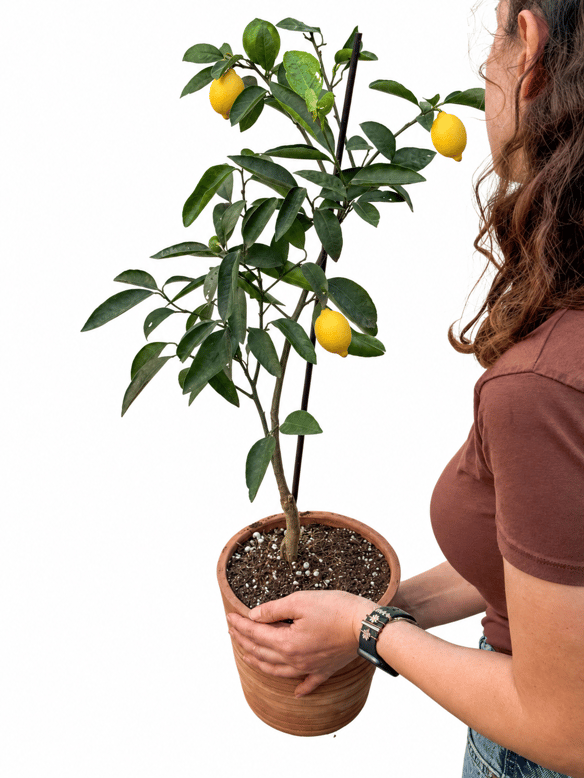 Limon Ağacı Fidanı