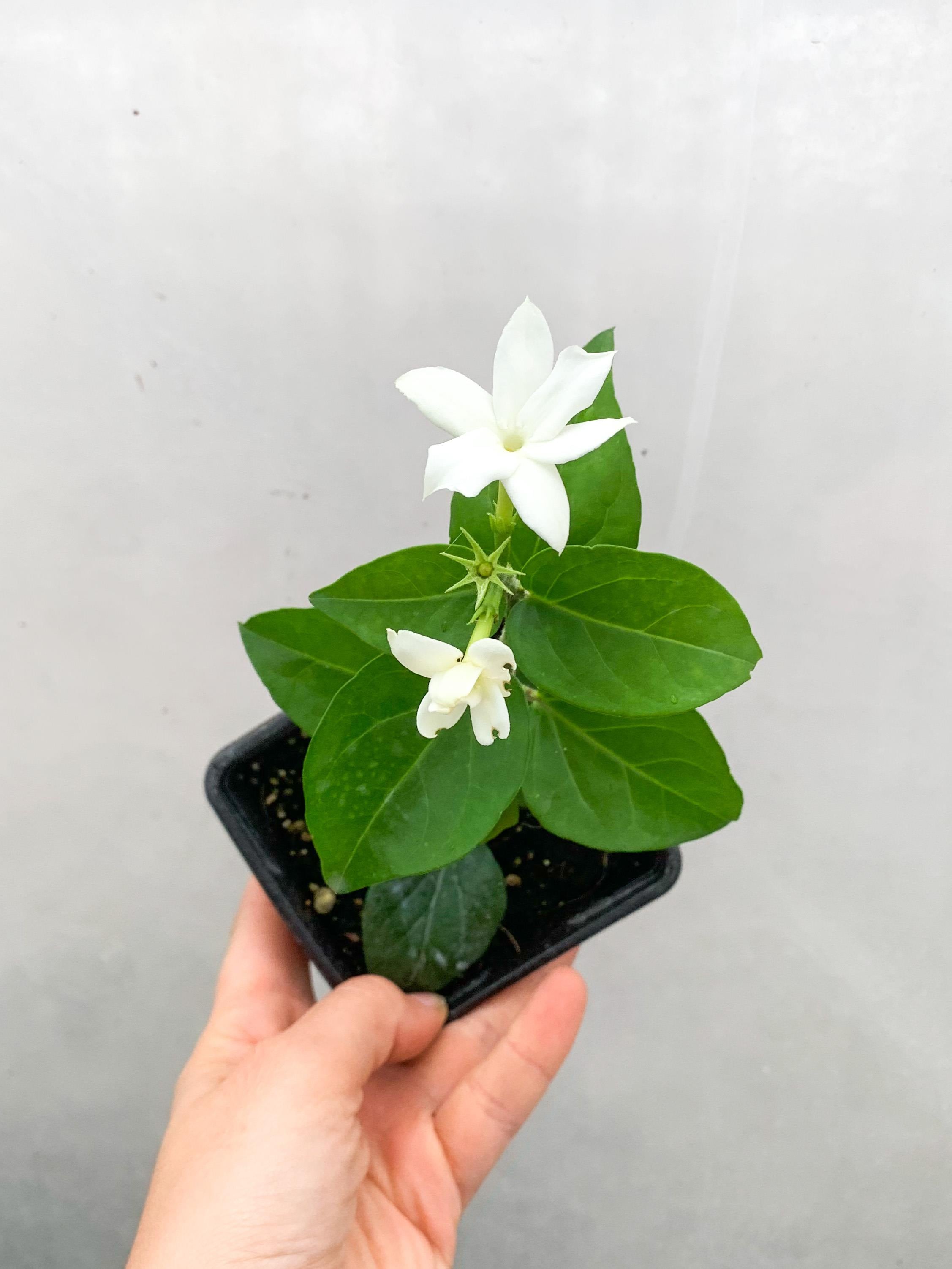 Limon Kokulu Yasemin Sarmaşığı (Jasminum Azoricum)