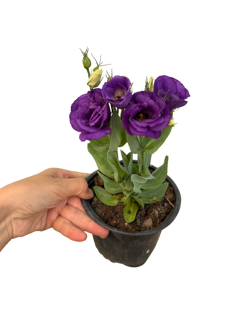 Lisyantus Çiçeği Mor Eustoma