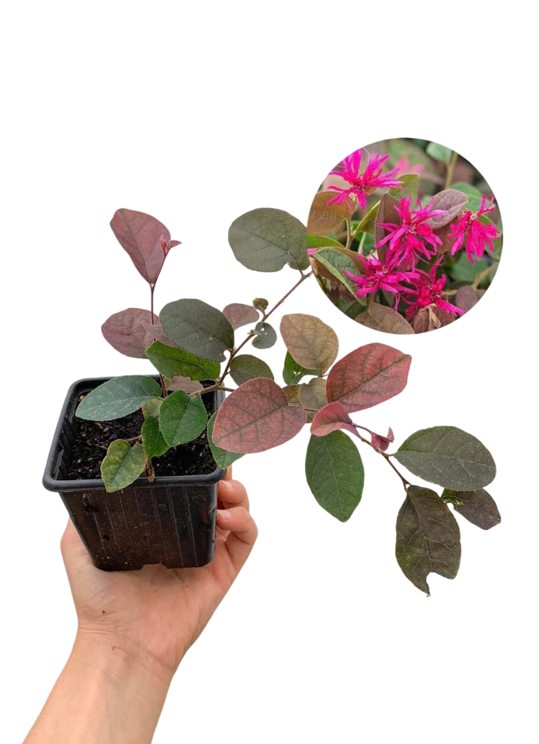 Loropetalum (Chinense Rubrum) Pembe Rüya Çiçeği