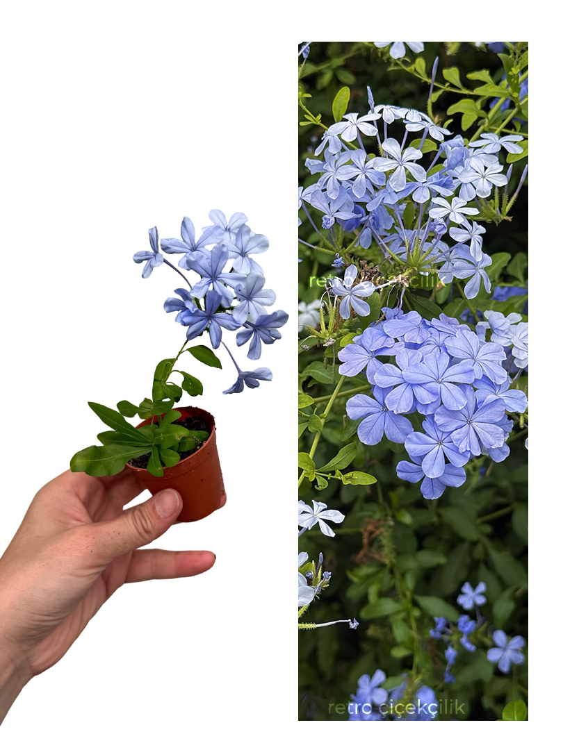 Mavi Yasemin Çiçeği (Plumbago Auriculata)