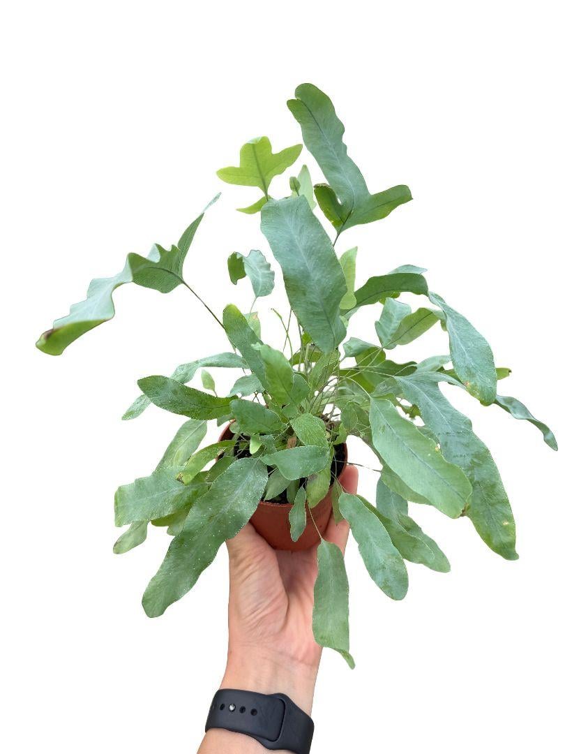 Mavi Yıldız Eğrelti Phlebodium Aureum 'Blue Star'