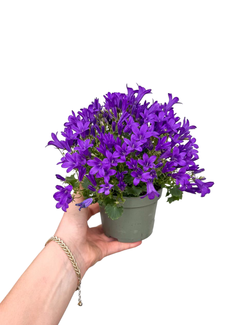 Maviş Çiçeği (Campanula) Çan Çiçeği