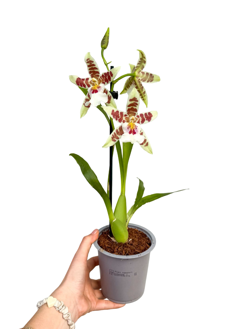 Miltoniopsis Kokulu Orkide Beyaz