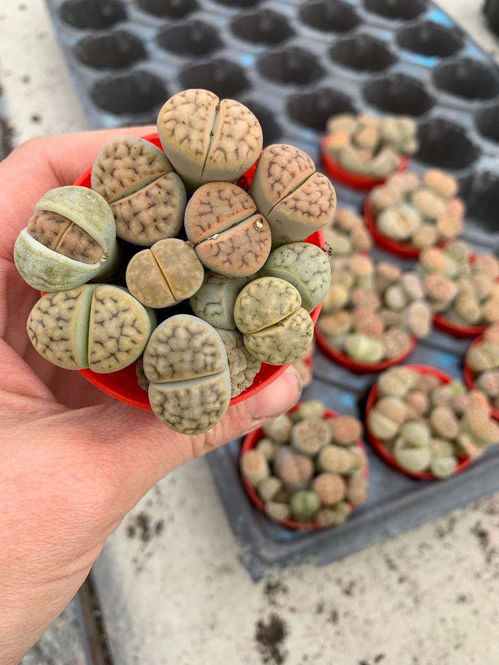 Mini Ta Kakts Aranjman Lithops