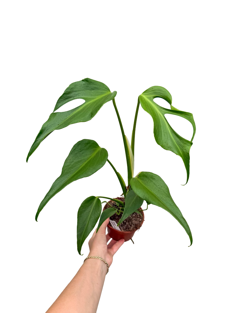 Monstera 'Burle Marx Flame'