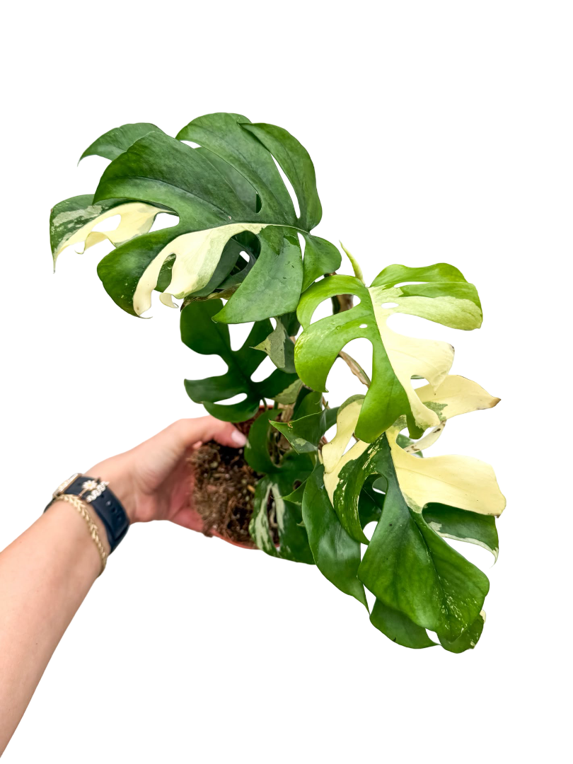 Monstera Minima Albo Variegata (Deve Tabanı)