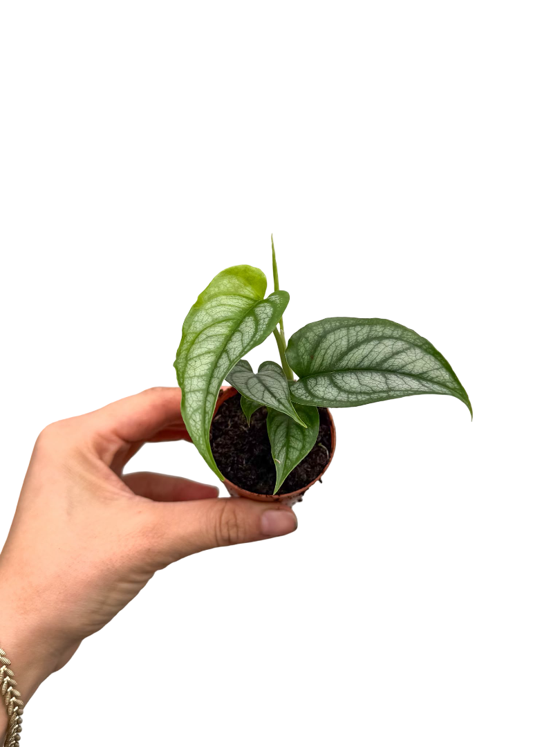 Monstera Siltepecana